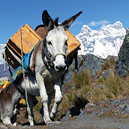 Burros and Chacraraju